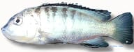 Banded Labido Cichlid (Labidochromis sp. white) - view 5