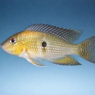 Bandit Cichlid — side profile on a plain background — representative image - view 3