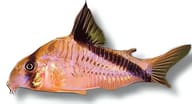 Bandit Cory (Hoplisoma melini) showing mask and diagonal stripe - view 5