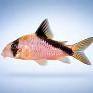 Bandit Cory (Hoplisoma melini) side profile showing mask and diagonal stripe — representative image - view 3