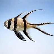 Banggai cardinal fish - Marine Aquarium Livestock (Pterapogon kauderni) side profile on a plain background - view 3
