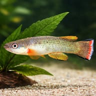 Bar-Tailed Rivulus — close view showing fin and scale detail — representative image - view 4