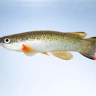 Bar-Tailed Rivulus — side profile on a plain background — representative image - view 3