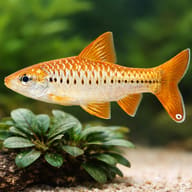 Barbus /Barbodes/ ablabes 3,5 — close view showing fin and scale detail — representative image - view 4