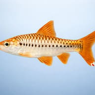 Barbus /Barbodes/ ablabes 3,5 — side profile on a plain background — representative image - view 3