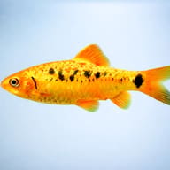 Barbus /Capoeta/ schuberti neon 3 — side profile on a plain background — representative image - view 3