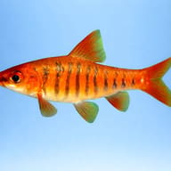 Barbus fasciolatus/ barilioides 3,5 - 4 — side profile on a plain background — representative image - view 3