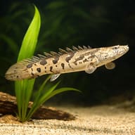 Delhezi Bichir (Polypterus delhezi) showing dorsal finlets and scales, representative generated illustration - view 5