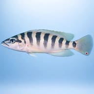 Barred Lamprologus side profile with pale body and dark bars — representative image - view 3