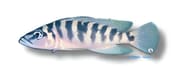 Barred Lamprologus, Neolamprologus fasciatus - view 5