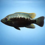 Barton's Cichlid (Herichthys bartoni) - side profile — representative image - view 3