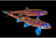 Two overlapping Rainbow Shiners with electric-blue markings and red-orange stripes on black - view 5
