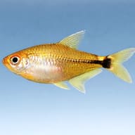 Beacon Fish (Hemigrammus ocellifer) — side profile on a plain background — representative image - view 3