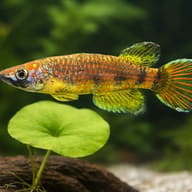 Berkenkamp's Epiplatys (Epiplatys ansorgii) size reference beside floating aquarium plants — representative image - view 4