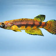 Berkenkamp's Epiplatys (Epiplatys ansorgii) side profile showing slender surface killifish form — representative image - view 3