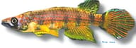 Berkenkamp's Epiplatys, Epiplatys ansorgii - view 5