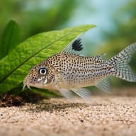 Leopard Cory beside aquarium plants for scale — representative image - view 5