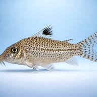 Leopard Cory side profile showing spotted Corydoras pattern — representative image - view 4
