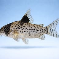 False-Spotted Cory (Corydoras leucomelas) side profile — representative image - view 3