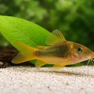 Green Gold Cory (Corydoras melanotaenia) scale and plant reference scene — representative image - view 5