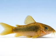 Green Gold Cory (Corydoras melanotaenia) side view aquarium scene — representative image - view 4