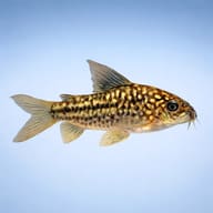 Corydoras napoensis — best algae eating fish — Catfish cory pleco — side profile on a plain background — representative image - view 3