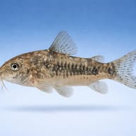 Peppered Corydoras — best algae eating fish — Catfish cory pleco — side profile on a plain background — representative image - view 3