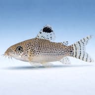 Corydoras punctatus — best algae eating fish — Catfish cory pleco — side profile on a plain background — representative image - view 3
