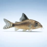 Corydoras Olga (Corydoras simulatus) — best algae eating fish — Catfish cory pleco — side profile on a plain background - view 3
