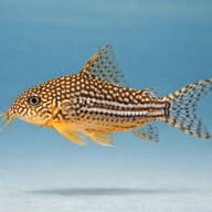 Sterbai Cory side profile showing spotted pattern and orange fins — representative illustration - view 3