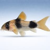 Corydoras weitzmani — best algae eating fish — Catfish cory pleco — side profile on a plain background — representative image - view 3