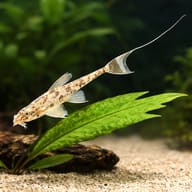 Whiptail catfish — best algae eating fish — Catfish cory pleco — close view showing fin and scale detail - view 4