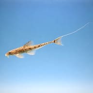 Whiptail catfish — best algae eating fish — Catfish cory pleco — side profile on a plain background — representative image - view 3