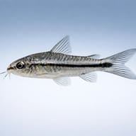 Pigmy Corydoras (Corydoras pygmaeus) — best algae eating fish — Catfish cory pleco — side profile on a plain background - view 3