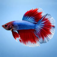 Betta battle paradise DUO mixed colors 1 pc — side profile on a plain background — representative image - view 3