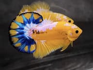 Halfmoon Plakat male Betta splendens - view 1