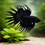 Black Crowntail Male Betta scale and crowntail fin detail — representative image - view 4