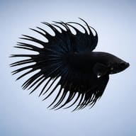 Black Crowntail Male Betta side profile and dark finnage — representative image - view 3