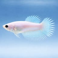 Crowntail Female Betta (Betta splendens) side profile showing crown-like fin rays — representative image - view 3