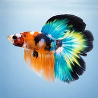Representative side view of an XL male Double Tail Betta showing the divided caudal fin — representative image - view 3