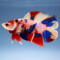 Betta spl. male plakat double tail koi — betta fish temperature — Betta Fighter fish UK — side profile on a plain background - view 3