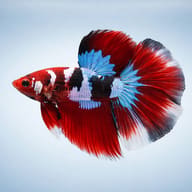 Illustrative side profile of a red, white and blue Butterfly Halfmoon Betta male (Betta splendens) — representative image - view 3
