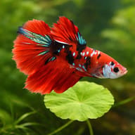 Betta spl. female Halfmoon mix — betta fish temperature — Betta Fighter fish UK — close view showing fin and scale detail - view 4