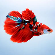 Betta spl. female Halfmoon mix — betta fish temperature — Betta Fighter fish UK — side profile on a plain background - view 3