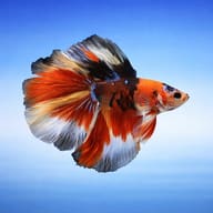 Betta spl. male Nemo long tail — betta fish temperature — Betta Fighter fish UK — side profile on a plain background - view 3