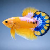 Side-view reference for the yellow and blue colour pattern of Betta splendens - view 3