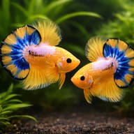 Halfmoon Plakat male Betta (Betta splendens) pair-style visual reference — representative image - view 3