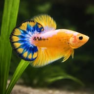 Halfmoon Plakat male Betta (Betta splendens) scale and plant detail — representative image - view 5