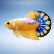 Halfmoon Plakat male Betta (Betta splendens) side profile — representative image - view 4