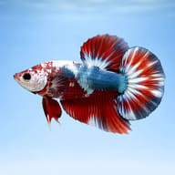 Betta spl. male plakat mix — betta fish temperature — Betta Fighter fish UK — side profile on a plain background - view 3